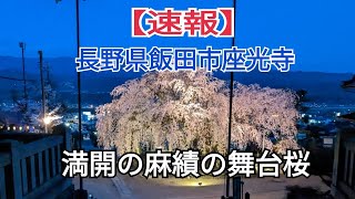 【速報】長野県飯田市座光寺　満開の麻績の舞台裏の様子。編集なしリアル映像をあなたに。