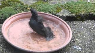 Starling, washing, 13th April 2016