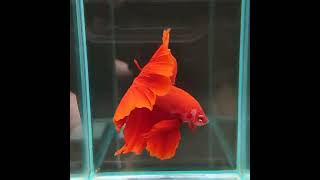 Red Half Moon Tropical Fish Betta _ Aquarium _ Living with Betta