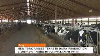 Milk Production: New York Passes Texas in Dairy Production