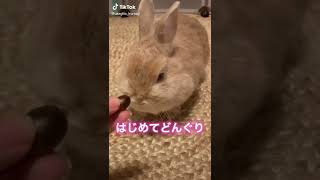 どんぐり、おでこに埋まっちゃった🐰🤭　#ウサギ #うさぎ #ネザーランドドワーフ #うさぎのいる生活 #shorts