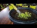 best seeds germination hack tissue paper method seed germination trustbasket