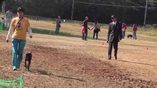 2013 10 27兵庫オールドッグトレーナーズクラブ訓練競技会