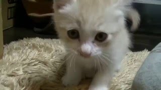 捨て猫がいたので里親になってみた