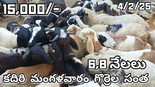 Kadiri Tuesday Sheeps Market 🐏🐏🐏 Today 2/2/25 Very Big Market 🐏 😮