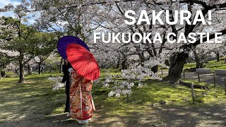 Cherry Blossoms at Fukuoka Castle 2022 / 福岡城址の桜 - Japan Livestream