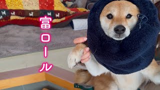 スヌードを被って新たな技を編み出した柴犬が可愛い