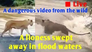 एक शेरनी बाढ़ के पानी में बह गई, लाइव विडियो । A lioness swept away in flood waters, Live video