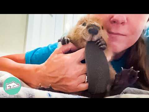 Bossy Beaver Demans Her Baby Bottle And Wrestles Plushies Cuddle Buddies
