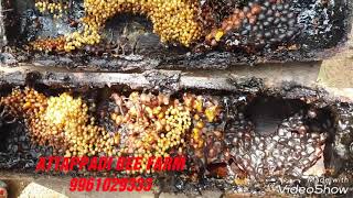 Cherutheneecha valarthal .Sting less bee meliponiculture. bee hive splits.bee farming