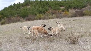 牧羊犬VS野狼，坎高犬埋伏在樹林邊，抓住偷羊的餓狼 #坎高犬