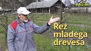 Rez mladega drevesa