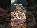 propagation hack for tough to root aroids propagation houseplants