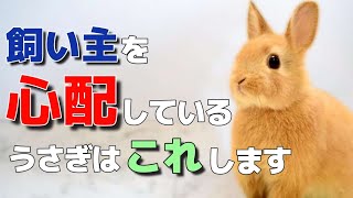 うさぎが飼い主を心配している時にする行動