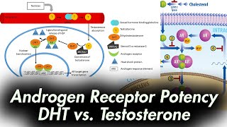 Androgen Receptor Potency: DHT vs. Testosterone