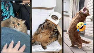 Cat videos 😾 Cat Fails 😾 #babycats Episode 4524