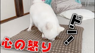 ママの外出に怒ってその怒りを座布団にぶつける犬！やさぐれるチワワのコハク