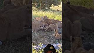 Discipline for Lion cubs at meal time #wildlife