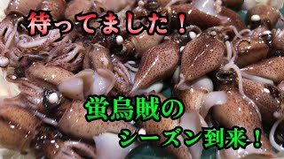 【蛍烏賊】兵庫県から美味しい旬の蛍烏賊が届いた！箱を開けてみるとボイル蛍烏賊と謎の箱が1つ。中に入っていた物はレア度高い解禁前の希少なやつ！