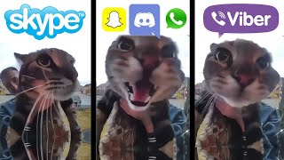Cat Meows into door camera meme but Social Media ringtones
