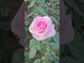 秋バラ「賛美」／japanese rose