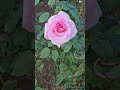 秋バラ「賛美」／japanese rose