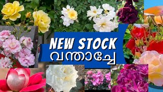 പുതിയ  സ്റ്റോക്ക്  വന്താച്ചേ /റോസുകളുടെ  മേളം /Rosemalayalam /Nadanroses