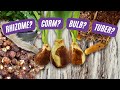 Rhizomes, Corms, Tubers, and Bulbs, Oh My! | Learn the Difference | Plant Nerd Series Episode 2