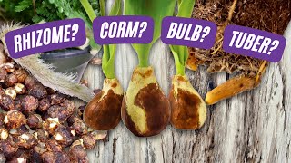 Rhizomes, Corms, Tubers, and Bulbs, Oh My! | Learn the Difference | Plant Nerd Series Episode 2