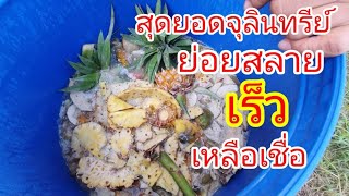 จุลินทรีย์สายพันธุใหม่ ย่อยไวจบใน1 เดือนโดยไม่ใช้กากน้ำตาล