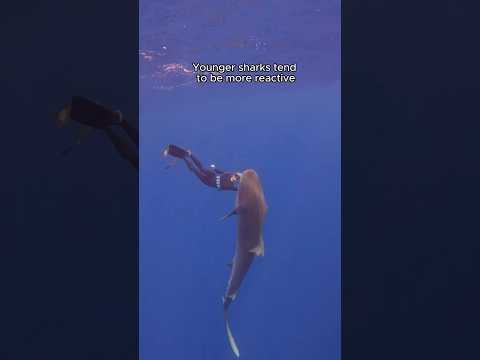 What consumer is a tiger shark?