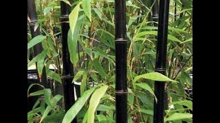 How to Grow BAMBOO from Seed Indoors Fast