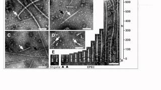 Bio305 Module 2012 lecture on Type III Secretion