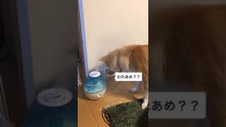 保護犬加湿器のスチームが食べたいけど食べれない