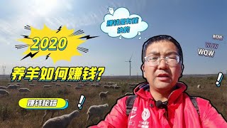 2020年养羊到底赚钱吗？新手养羊该如何去做，小伙分析很透彻