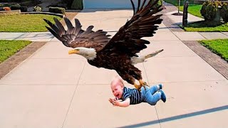 Massive Eagle Snatches Little Boy — The Shocking Reason Shocks Everyone!