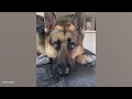 funny german shepherds are here to make you laugh