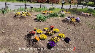 頑張る母さんお出かけチャンネル！「越谷梅林公園に咲いてる花を見に行ってきたした❗」#2022/04/06#越谷梅林公園#花#ボランティア#頑張る母さんお出かけチャンネル