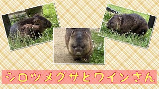 【wombat】シロツメグサとワインさん☆(White clover with Wine)