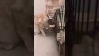 水の飲み方が独特で器用な猫。#shorts #kitten