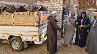 المعلم محمد سمير في اكبر صفقة شراء عجميات  من زريبة فلاح علي الهواء مباشرة وتمت الصفقه بنجاح