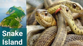 ভয়ঙ্কর সাপের দ্বীপ ( Snake island Brazil )