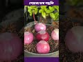 টবে পেঁয়াজ চাষ পদ্ধতি।