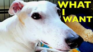 Why Does My Greyhound Stare at Me? [adopted greyhounds behavior]