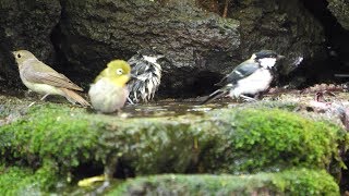 山中湖 大洞の泉のメジロとシジュウカラとキビタキ（雌）その２（4K60P動画）