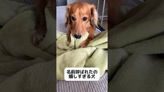 名前呼ばれた犬が可愛すぎる#shorts