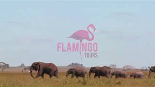 Serengeti Nationalpark || Flamingo Tours