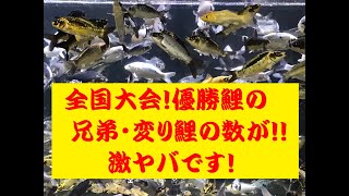 第６０回記念・国際錦鯉品評会！全国大会・優勝鯉の兄弟鯉の数が激ヤバです！！？