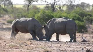 Two Southern White Rhinos Having A Clash In The Kruger National Park