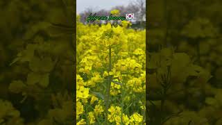 Canola farm in South Korea 🇰🇷අබ මල් යායක් 🇱🇰#trending #korean #flowers #srilanka #slkorea